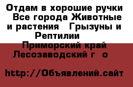Отдам в хорошие ручки - Все города Животные и растения » Грызуны и Рептилии   . Приморский край,Лесозаводский г. о. 
